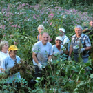 Springkraut Initiative Lohorn 17-08-2011 _1__jpg-1314898929