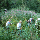 Springkraut Initiative Lohorn 17-08-2011 _3__jpg-1314898949