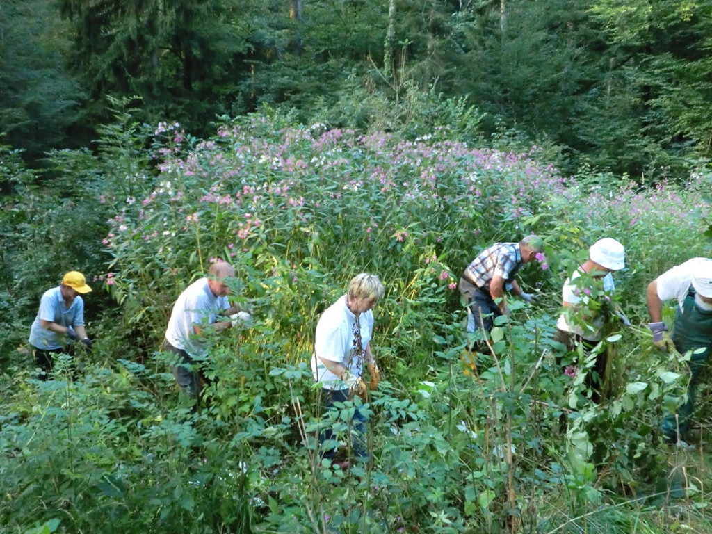 Springkraut Initiative Lohorn 17-08-2011 _3__jpg-1314898949