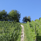 IMG_7086_jpg-1314899650