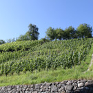 IMG_7089_jpg-1314899677