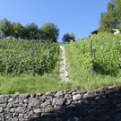 IMG_7088.jpg