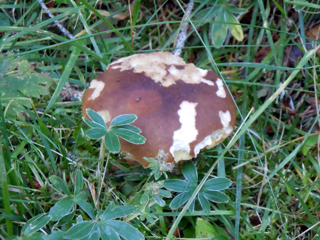 DSCN0061.JPG