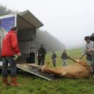 So wehrte sich Kuh Yvonne