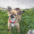 Hund1_JPG-1314969631