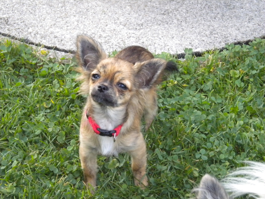 Hund1_JPG-1314969631