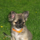 Romeo_JPG-1314969642