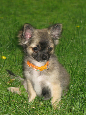 Romeo_JPG-1314969642