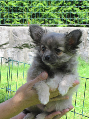 Welpe_JPG-1314969643