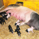 Naturparkschweine 02_09_2011 27_jpg-1314975019