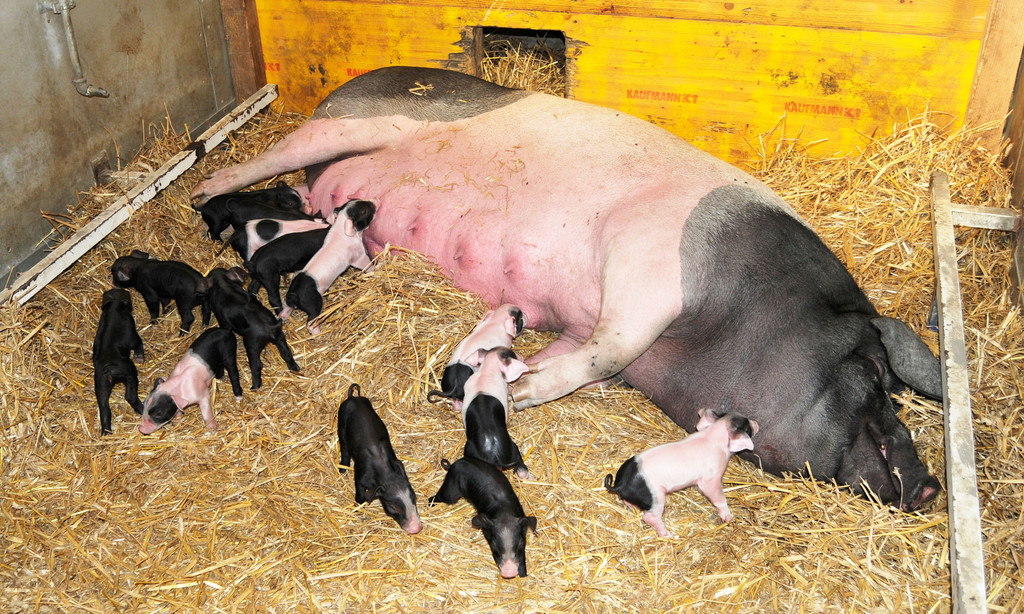 Naturparkschweine 02_09_2011 27_jpg-1314975019