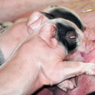 Naturparkschweine 02_09_2011 63_jpg-1314975126