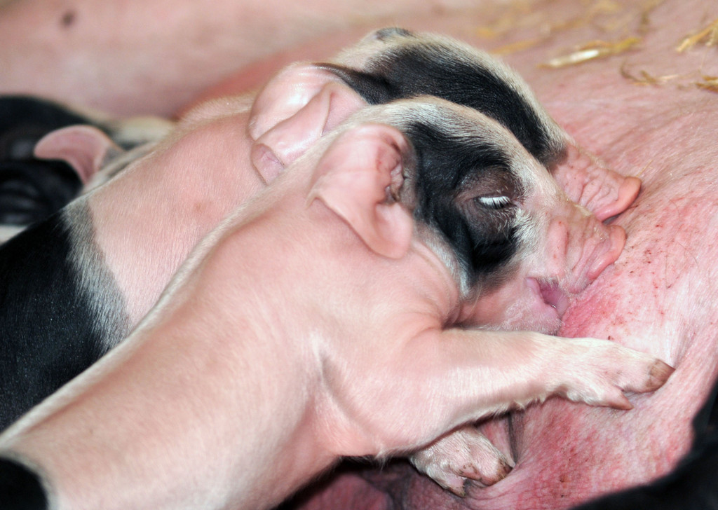Naturparkschweine 02_09_2011 63_jpg-1314975126