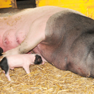 Naturparkschweine 02_09_2011 76_jpg-1314975173