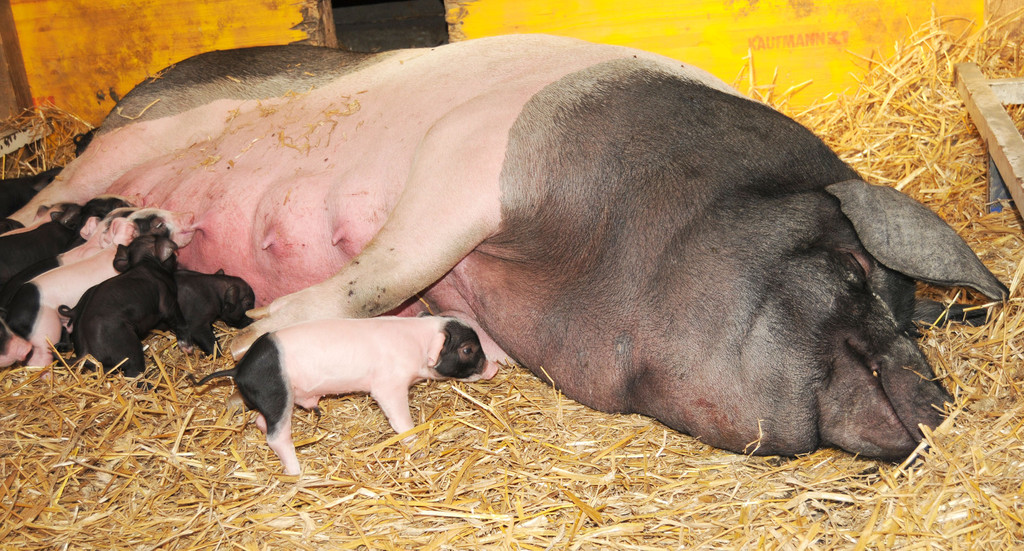 Naturparkschweine 02_09_2011 76_jpg-1314975173