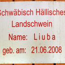 Naturparkschweine 02_09_2011 33_jpg-1314975043