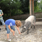 Naturparkschweine 02_09_2011 1_jpg-1314974915