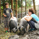Naturparkschweine 02_09_2011 8_jpg-1314974930