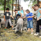 Naturparkschweine 02_09_2011 13_jpg-1314974950