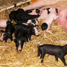 Naturparkschweine 02_09_2011 31_jpg-1314975034