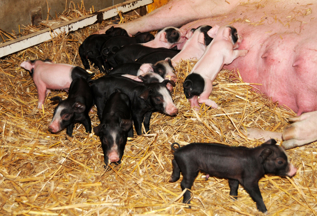 Naturparkschweine 02_09_2011 31_jpg-1314975034