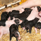 Naturparkschweine 02_09_2011 34_jpg-1314975054