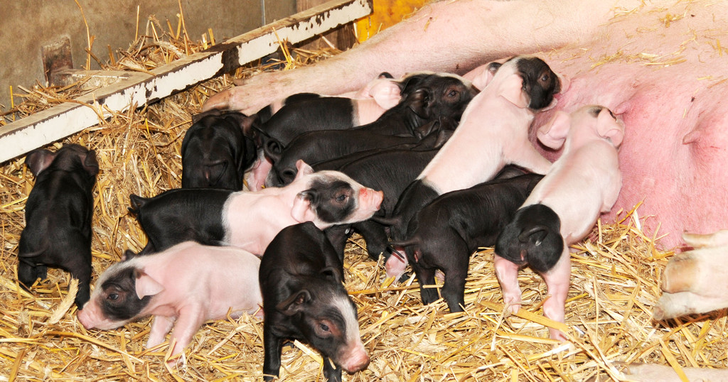 Naturparkschweine 02_09_2011 34_jpg-1314975054
