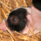 Naturparkschweine 02_09_2011 68_jpg-1314975148