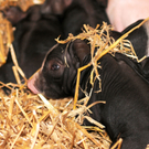 Naturparkschweine 02_09_2011 62_jpg-1314975118