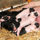 Naturparkschweine 02_09_2011 38_jpg-1314975066