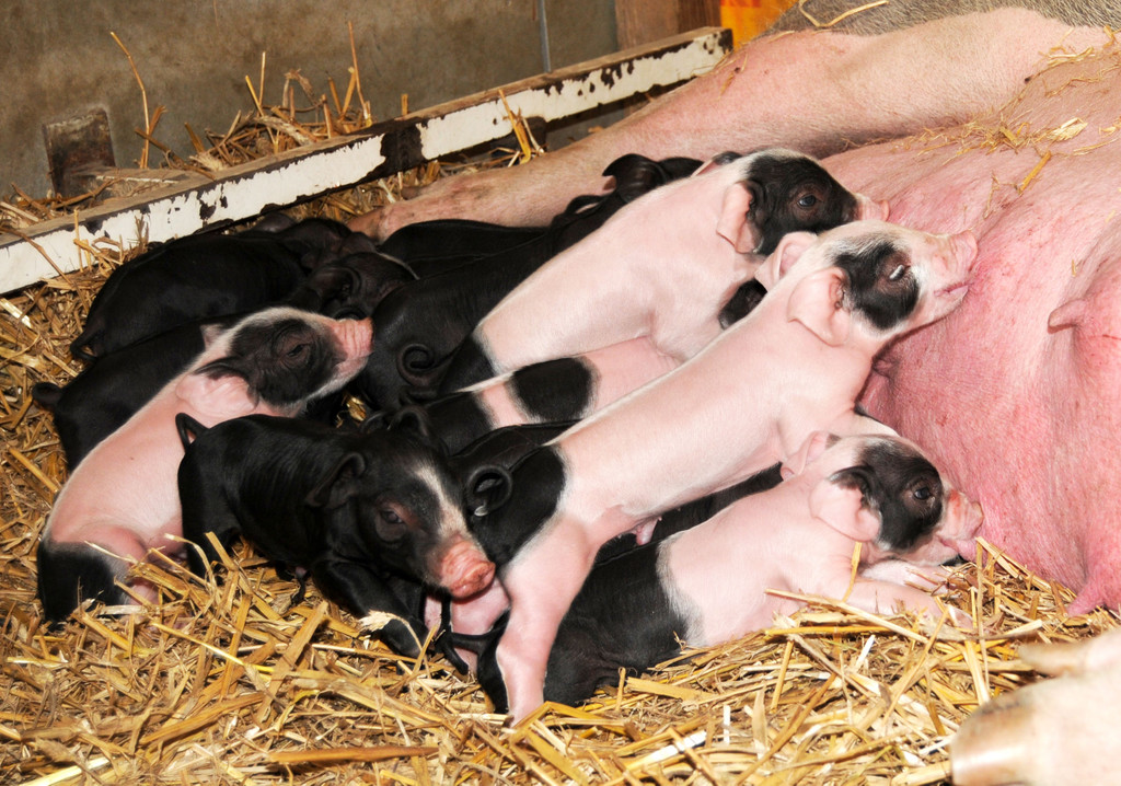 Naturparkschweine 02_09_2011 38_jpg-1314975066