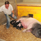 Naturparkschweine 02_09_2011 70_jpg-1314975159