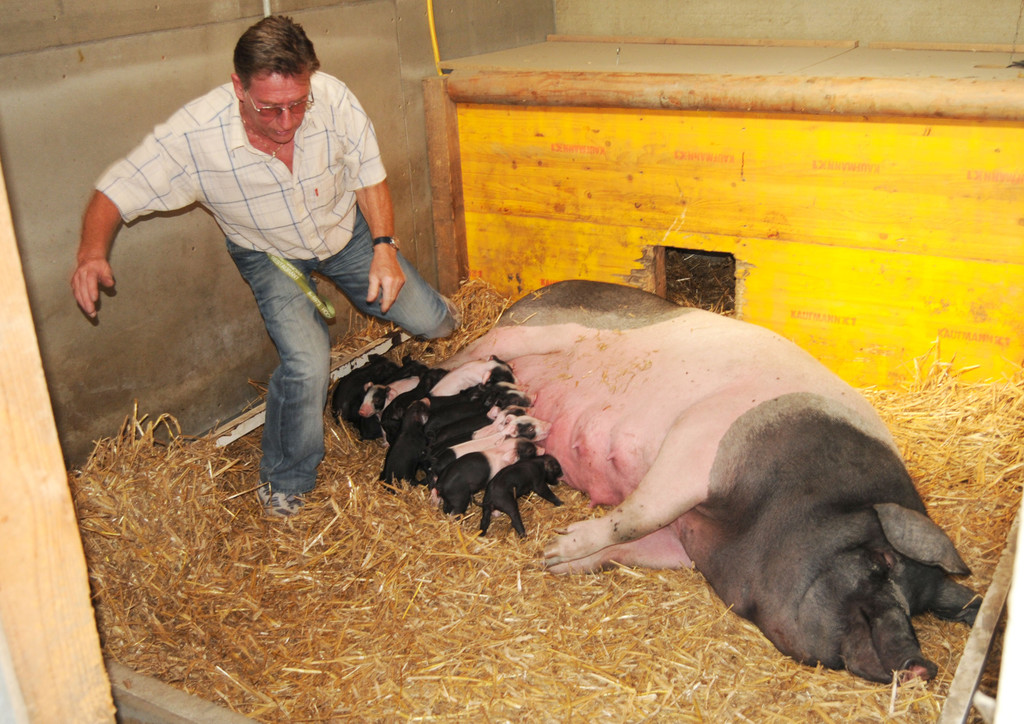 Naturparkschweine 02_09_2011 70_jpg-1314975159