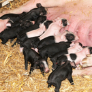 Naturparkschweine 02_09_2011 42_jpg-1314975080