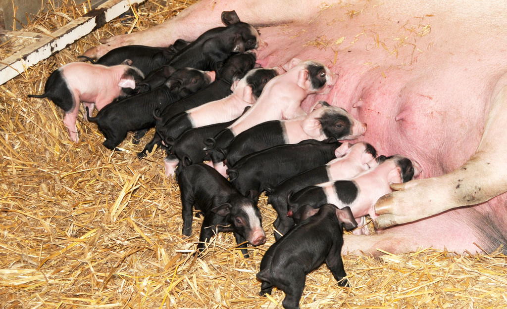 Naturparkschweine 02_09_2011 42_jpg-1314975080