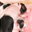 Naturparkschweine 02_09_2011 44_jpg-1314975088