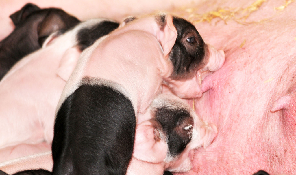 Naturparkschweine 02_09_2011 44_jpg-1314975088