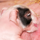 Naturparkschweine 02_09_2011 47_jpg-1314975096