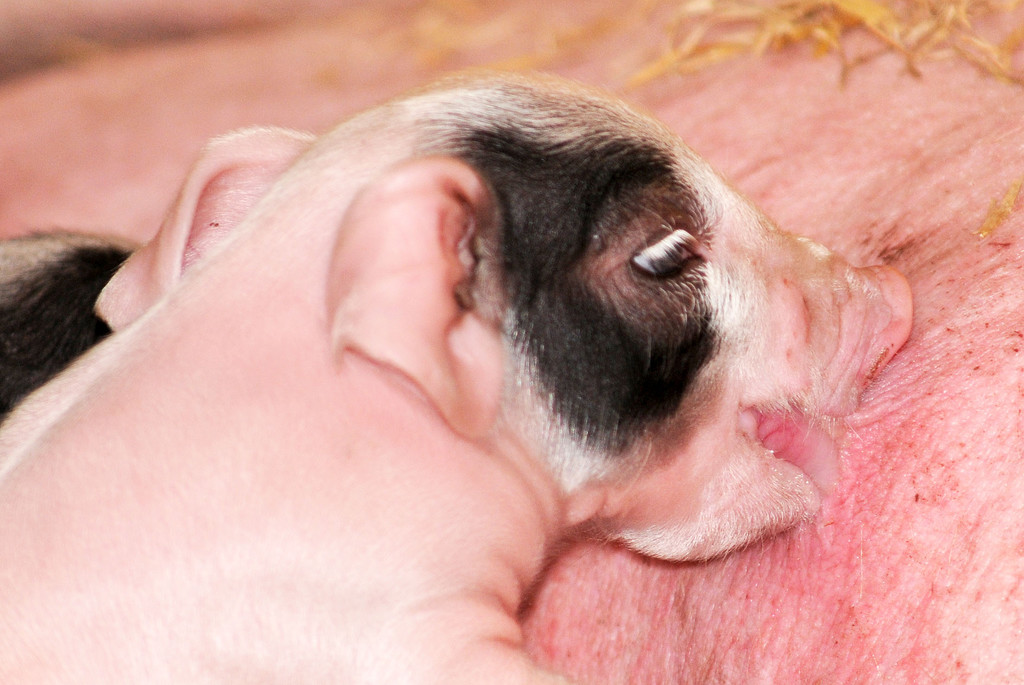 Naturparkschweine 02_09_2011 47_jpg-1314975096