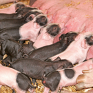 Naturparkschweine 02_09_2011 57_jpg-1314975106