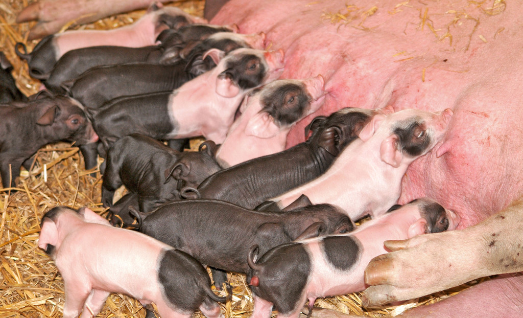 Naturparkschweine 02_09_2011 57_jpg-1314975106