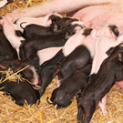Naturparkschweine 02_09_2011 65_jpg-1314975138