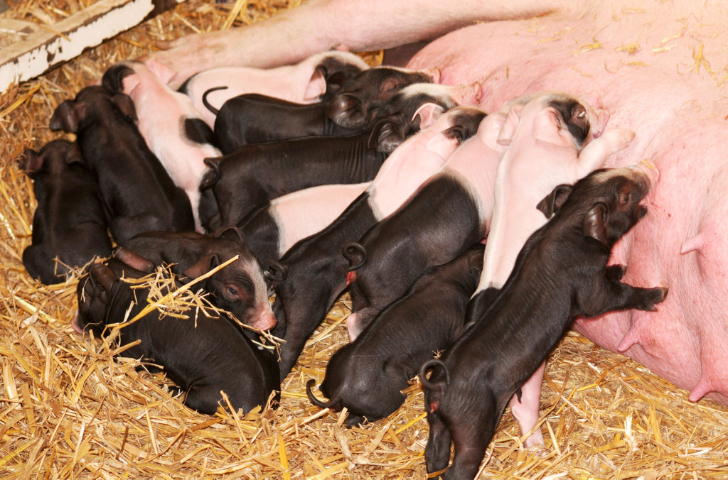 Naturparkschweine 02_09_2011 65_jpg-1314975138