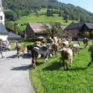 Mellau _101__jpg-1315063875