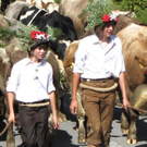 Alpabtrieb Ausschnitt 1 _Large__jpg-1315063877