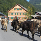 Mellau _19__jpg-1315063927