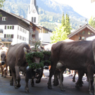 Mellau _46__jpg-1315063973