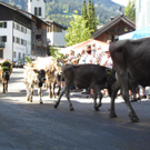 Mellau _50__jpg-1315063993