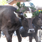 Mellau _59__jpg-1315064004