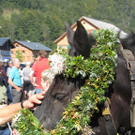 Mellau _73__jpg-1315064026